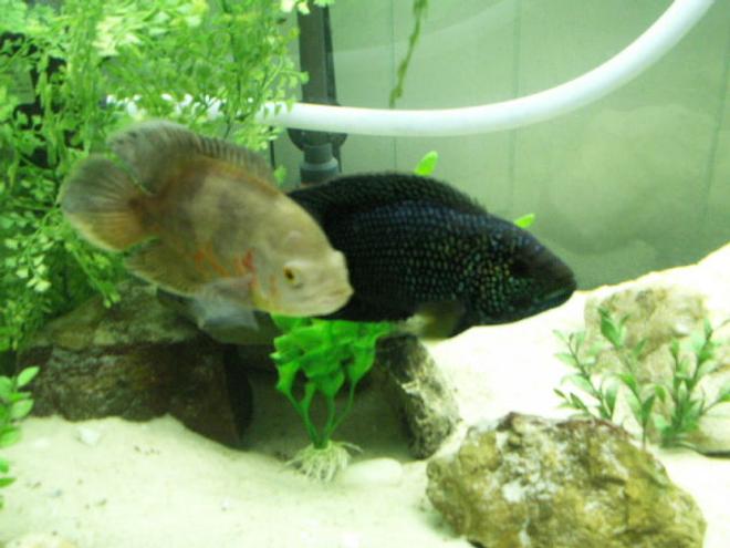 freshwater fish - astronotus ocellatus - albino oscar stocking in 75 gallons tank - 1 yr old Jack Dempsey and Oscar
