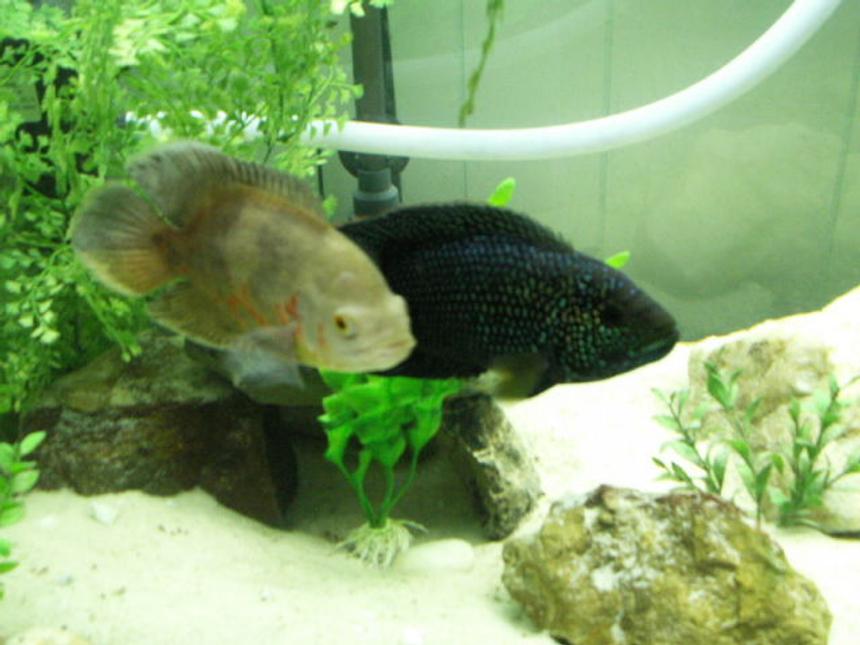 Rated #1420: Freshwater Fish - Astronotus Ocellatus - Albino Oscar Stocking In 75 Gallons Tank - 1 yr old Jack Dempsey and Oscar