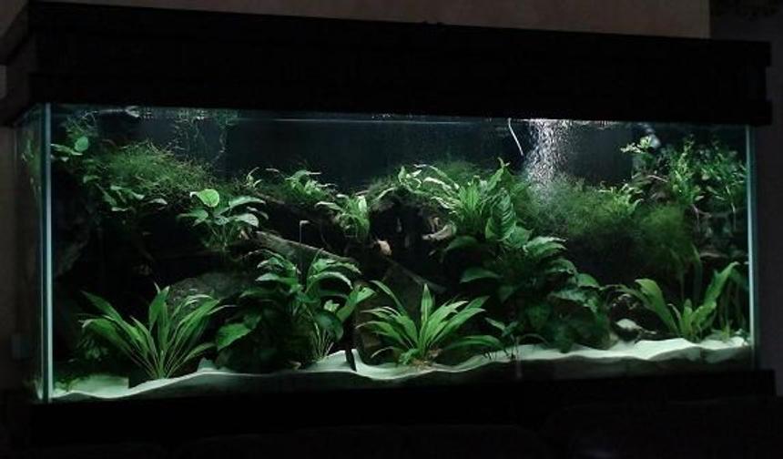 Rated #12: 150 Gallons Planted Tank - 2yrs in the making!