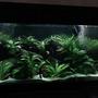 150 gallons planted tank (mostly live plants and fish) - 2yrs in the making!