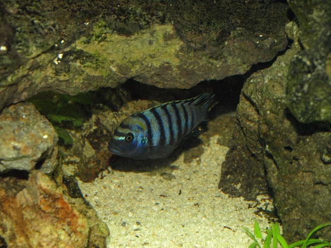 freshwater fish - cynotilapia afra - afra cichlid stocking in 90 gallons tank - Cynotilapia afra "cobue"