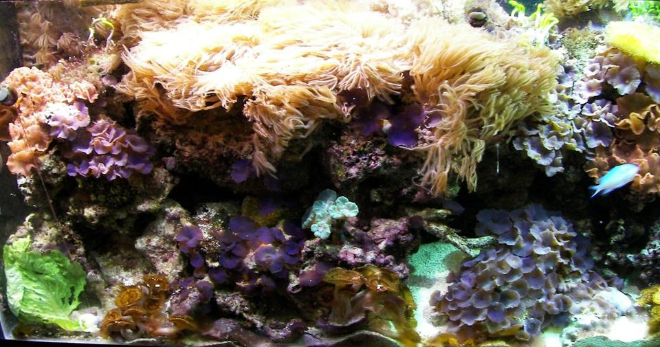 corals inverts - briareum sp. - starburst polyp stocking in 125 gallons tank - This is the left side of my tank taken March 2008