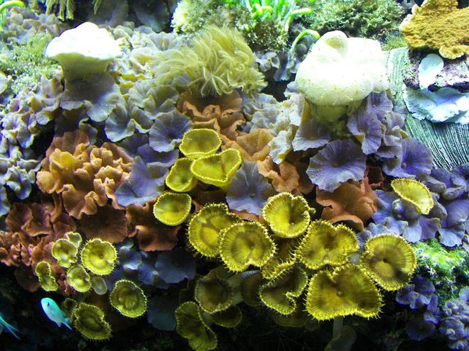 corals inverts - actinodiscus sp. - blue mushroom stocking in 125 gallons tank - A close up of the center of the tank with all of the brightly colored mushrooms. March 2008