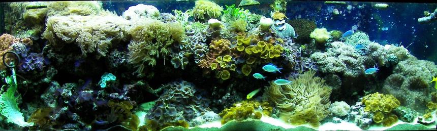 Rated #18: Fish Tank Picture - This photo was taken May 2008