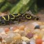 freshwater fish - tetraodon biocellatus - figure 8 pufferfish stocking in 45 gallons tank - here's a picture of my new figure eight puffer...