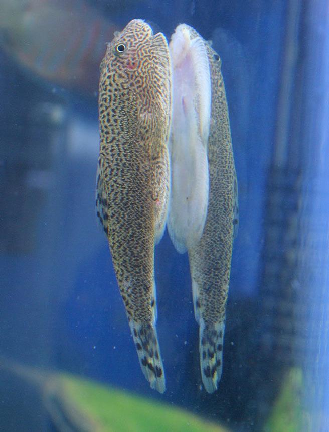 freshwater fish - beaufortia kweichowensis - hillstream loach stocking in 45 gallons tank - Hillstream Loach from the top-side...