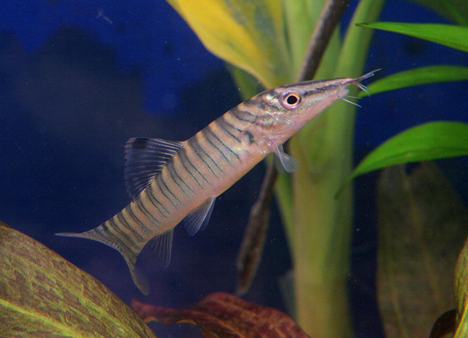 freshwater fish - botia hymenophysa - tiger botia loach stocking in 45 gallons tank - Tiger Loach