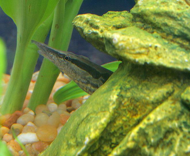 freshwater fish - mastacembelus armatus - tire track eel stocking in 45 gallons tank - Tiretrack Eel in his new hiding place...