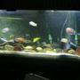 125 gallons freshwater fish tank (mostly fish and non-living decorations) - 125 gal.