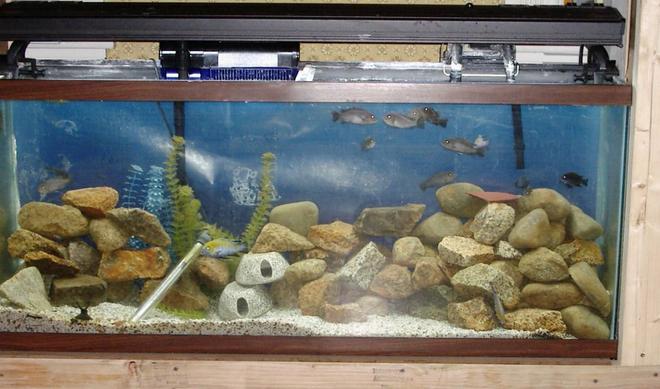 125 gallons freshwater fish tank (mostly fish and non-living decorations) - 55 gal.  Afra cobue tank.