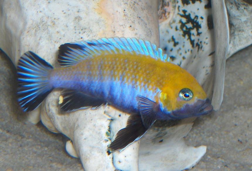 Rated #27: Freshwater Fish - Cynotilapia Afra - Afra Cichlid Stocking In 125 Gallons Tank - afra cobue