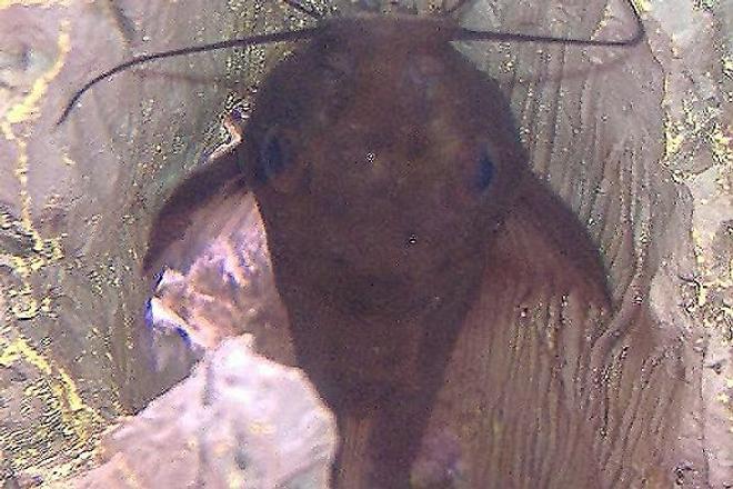 freshwater fish - parancistrus aurantiacus - rubber pleco (l-56) stocking in 10 gallons tank - My catfish, not sure what species