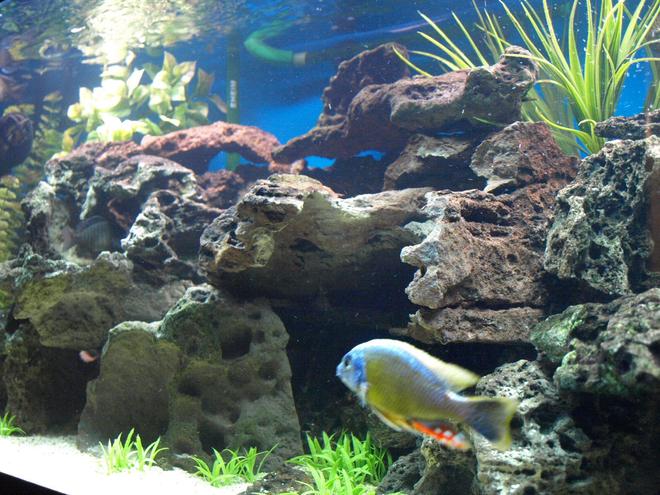 90 gallons freshwater fish tank (mostly fish and non-living decorations) - Diff.View2