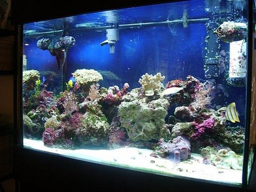 Rated #129: 65 Gallons Reef Tank - my tank at one years old