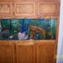 55 gallons freshwater fish tank (mostly fish and non-living decorations) - 55 gallon fishtank with cool new wood in it!!