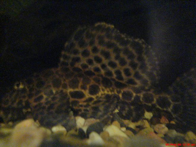 freshwater fish - glyptoperichthys gibbiceps - sailfin pleco (l-83) stocking in 50 gallons tank - L083 - Pterygoplichthys gibbiceps