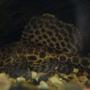 freshwater fish - glyptoperichthys gibbiceps - sailfin pleco (l-83) stocking in 50 gallons tank - L083 - Pterygoplichthys gibbiceps