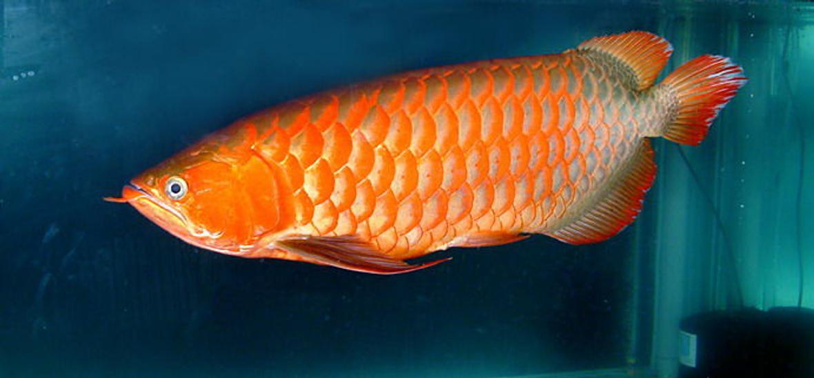 freshwater fish - scleropages jardini - jardini arowana stocking in 150 gallons tank - my favorite fish