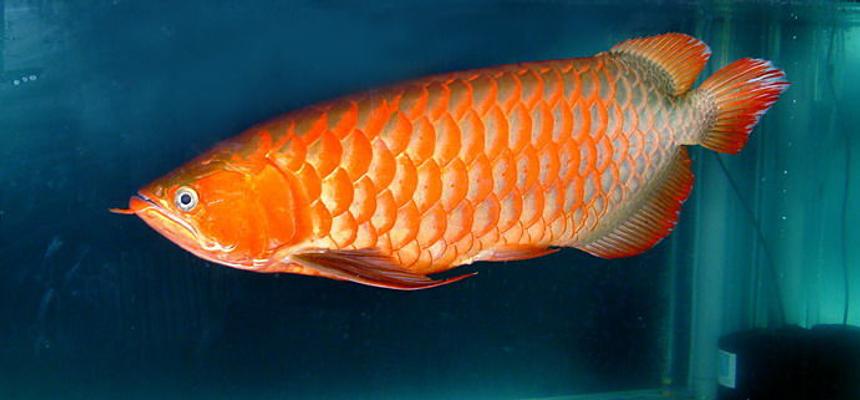 Rated #23: Freshwater Fish - Scleropages Jardini - Jardini Arowana Stocking In 150 Gallons Tank - my favorite fish