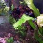 30 gallons freshwater fish tank (mostly fish and non-living decorations) - Front View of Planted Tank.