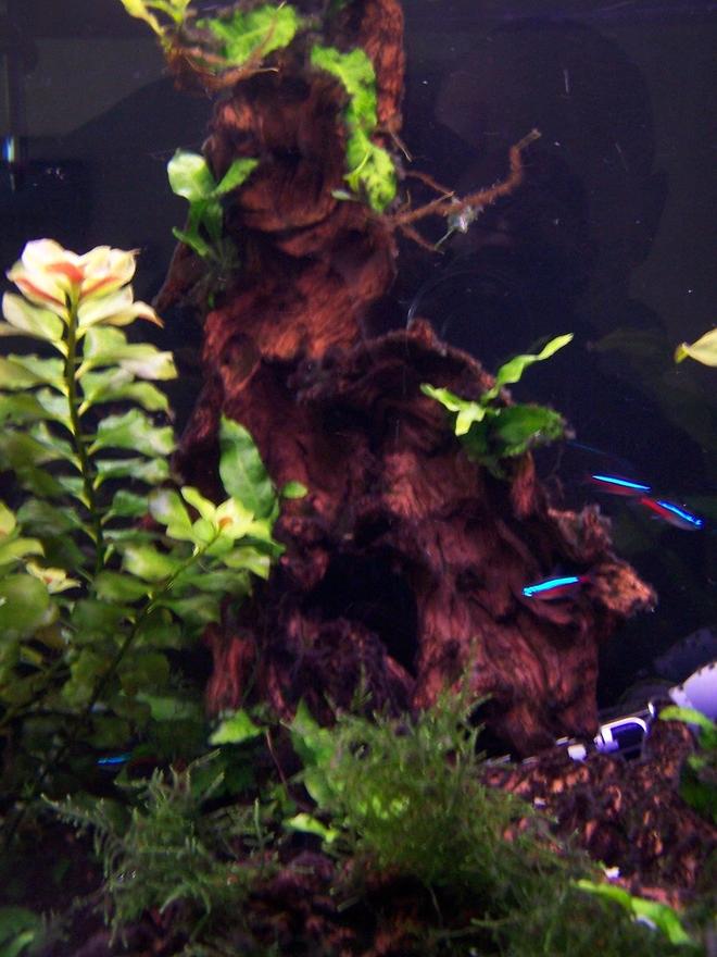 30 gallons planted tank (mostly live plants and fish) - Planted Tank