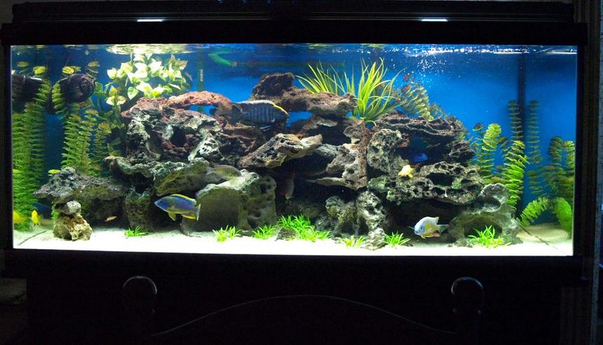 Rated #58: 90 Gallons Freshwater Fish Tank - my African tank (re-configurated)