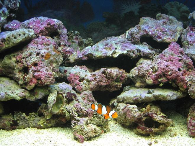 saltwater fish - amphiprion ocellaris - ocellaris clownfish stocking in 75 gallons tank - Lonely clown without partner