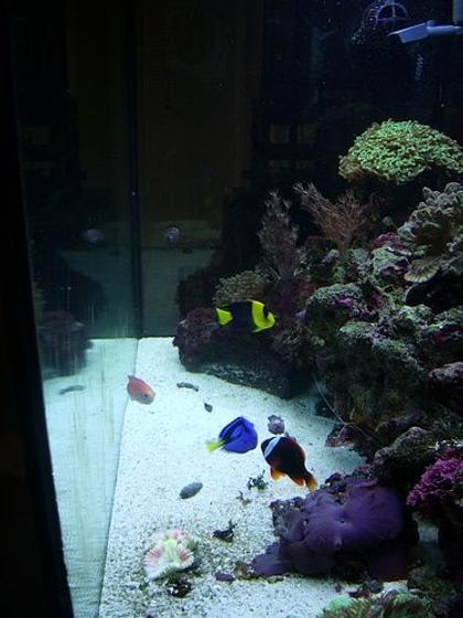 saltwater fish - centropyge bicolor - bicolor angelfish stocking in 65 gallons tank - side view