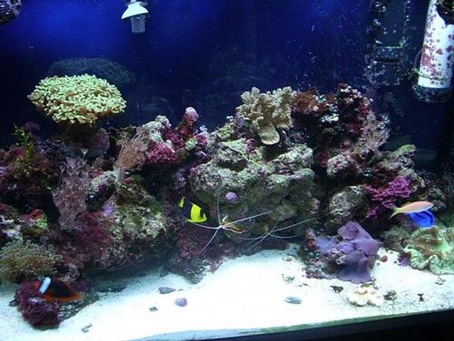 corals inverts stocking in 65 gallons tank - front close
