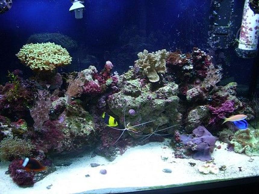 Rated #60: Corals Inverts Stocking In 65 Gallons Tank - front close