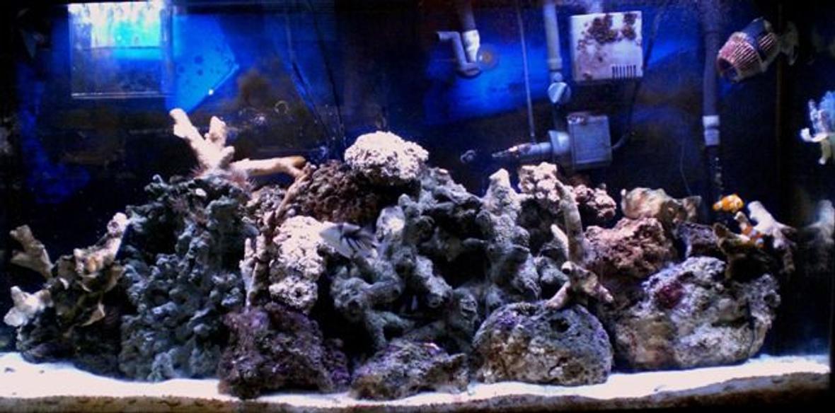 60 gallons reef tank (mostly live coral and fish) - My tank