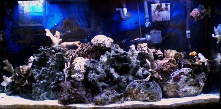 Rated #205: 60 Gallons Reef Tank - My tank