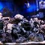 60 gallons reef tank (mostly live coral and fish) - My tank