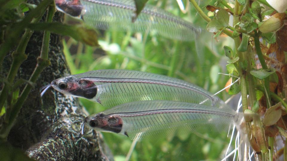 freshwater fish - kryptopterus bicirrhis - ghost glass cat stocking in 30 gallons tank - I think God forgot to give them skin !