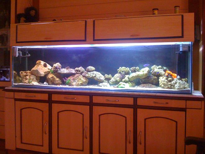 100 gallons saltwater fish tank (mostly fish, little/no live coral) - New setup