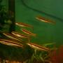 10 gallons freshwater fish tank (mostly fish and non-living decorations) - school of black nosed dace