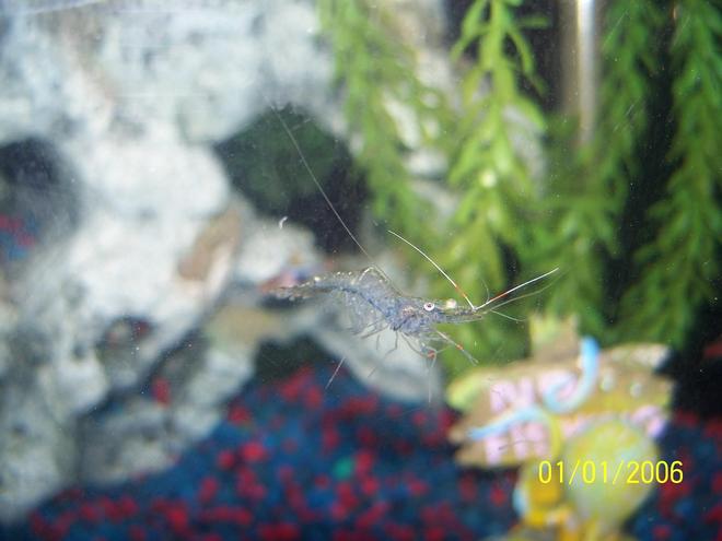 corals inverts - paleomonetes sp. - ghost shrimp stocking in 30 gallons tank - ghost shrimp