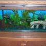 55 gallons freshwater fish tank (mostly fish and non-living decorations) - 55 gl in tank 5 green terra, 1 placo, 1 connvict, 1 fancy fetter cat. and 3 aldino barbs.