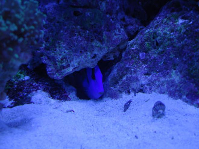 saltwater fish - paracanthurus hepatus - blue tang stocking in 90 gallons tank - Blue Hippo Tang playing peek-a-boo