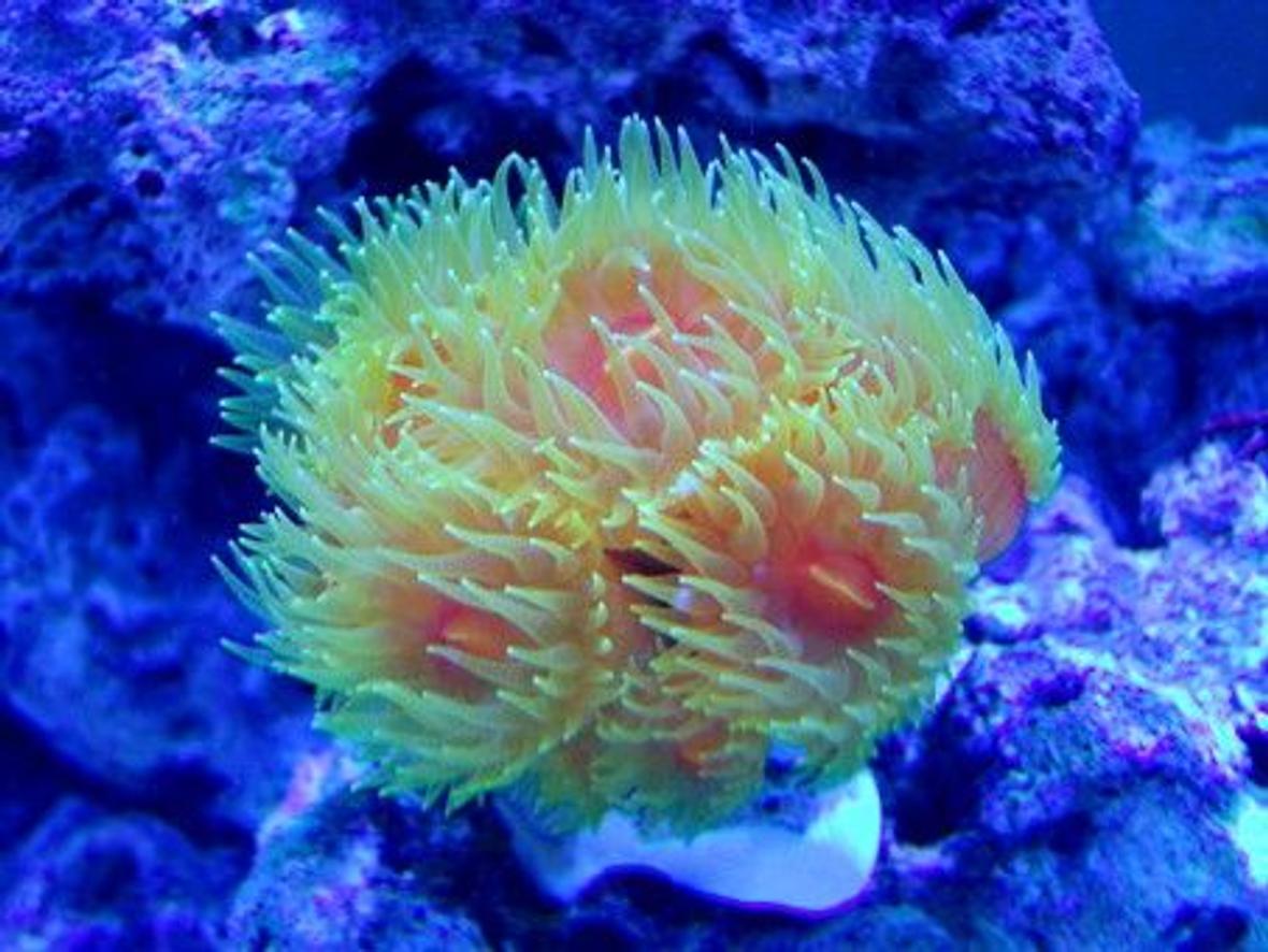 corals inverts - dendrophylliidae - dendrophyllia stocking in 90 gallons tank - Dendrophyllia