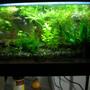 15 gallons planted tank (mostly live plants and fish) - Here's my 15 gallon tank - enjoy!