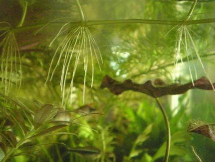 15 gallons planted tank (mostly live plants and fish) - Pennyworts closeup