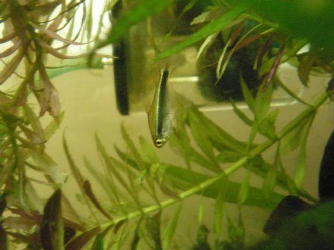 15 gallons planted tank (mostly live plants and fish) - black neon near C02 diffuser.