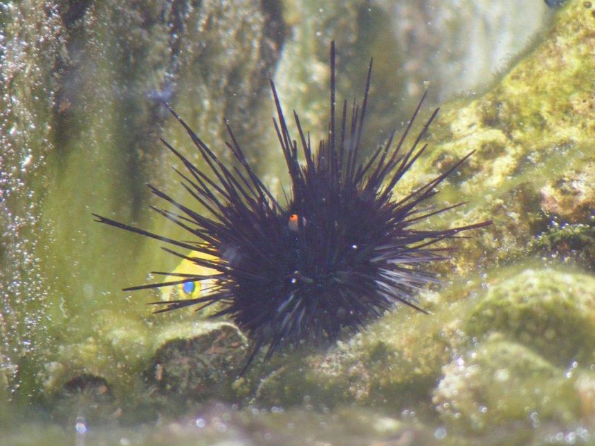 Rated #94: Corals Inverts - Diadema Setosum - Longspine Urchin, Black Stocking In 80 Gallons Tank - Not something you would like to hug