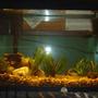 10 gallons freshwater fish tank (mostly fish and non-living decorations) - My stream tank for Black Nosed Dace, a minnow species native to Pennsylvania