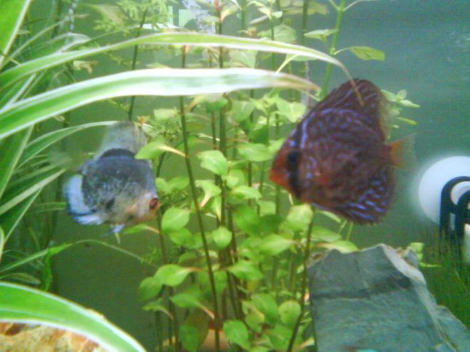 freshwater fish - symphysodon spp. - snakeskin discus stocking in 52 gallons tank - discus