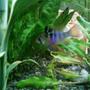 freshwater fish - papiliochromis ramirezi - german blue ram stocking in 52 gallons tank - female ram