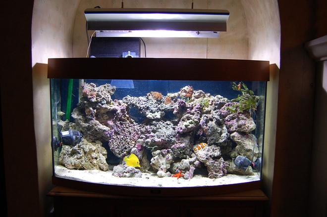 40 gallons saltwater fish tank (mostly fish, little/no live coral) - Latest Picture of my Reef setup