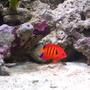 saltwater fish - centropyge loriculus - flame angelfish stocking in 40 gallons tank - My Flame Angel