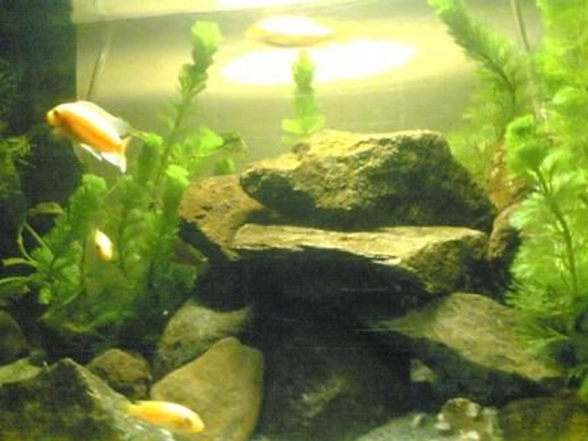 50 gallons freshwater fish tank (mostly fish and non-living decorations) - my tank